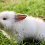 What Rabbit Breeds Don't Shed
