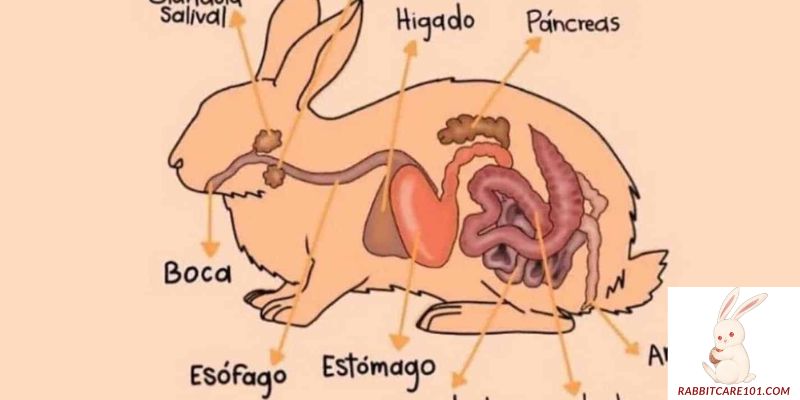 The Importance of Each Rabbit Body Part