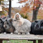 Rabbit Color Breeding Chart: A Comprehensive Guide to Achieving Perfect Coat Colors