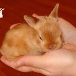 Miniature Satin Rabbit: A Cute Rabbit Breed As The Best Pet