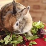 Can Rabbits Eat Mustard Greens?