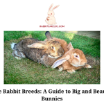 Large Rabbit Breeds A Guide to Big and Beautiful Bunnies