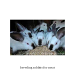 breeding rabbits for meat