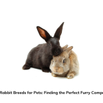 Best Rabbit Breeds for Pets Finding the Perfect Furry Companion